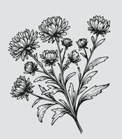 A drawing of a bunch of flowers, Aster, dahlia, chrysanthemum vector