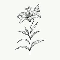 A black and white drawing of a lily, Lily flower and leaf hand drawn botanical illustration with line art on white background vector