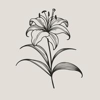 A black and white drawing of a lily, Lily flower and leaf hand drawn botanical illustration with line art on white background vector