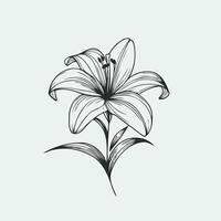 A black and white drawing of a lily, isolated hand drawn outline lily flower vector