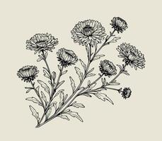 A drawing of a bunch of flowers, Aster, dahlia, chrysanthemum, Elegant black and white silhouette of a single chrysanthemum flower with stem and leaves vector
