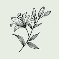 A black and white drawing of a lily, Lily flower and leaf hand drawn botanical illustration with line art on white background vector
