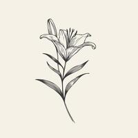 A drawing of a lily on a beige background, Abstract Flower Lily one line art drawing singular aesthetic minimalist, one line art, line art, icon, logo vector
