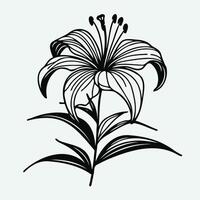 A black and white drawing of a lily, Abstract Flower Lily one line art drawing singular aesthetic minimalist , one line art, line art, icon, logo vector