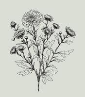 A drawing of a bunch of flowers, Aster, dahlia, chrysanthemum, Elegant black and white silhouette of a single chrysanthemum flower with stem and leaves vector