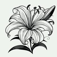 A black and white drawing of a lily, Lily Flower outline illustration coloring book page design, Lily Flower black and white line art drawing coloring book pages vector