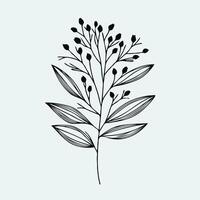 A black and white drawing of a plant with leaves, Doodle twigs set. Plants branches in a flat style - isolate on a white background. Floral elements for design vector