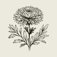 A black and white drawing of a flower, Aster, dahlia, chrysanthemum, Elegant black and white silhouette of a single chrysanthemum flower with stem and leaves vector