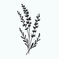 A black and white drawing of a plant with leaves vector