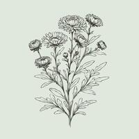 A drawing of a bunch of flowers, Aster, dahlia, chrysanthemum, Elegant black and white silhouette of a single chrysanthemum flower with stem and leaves vector