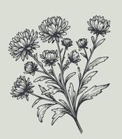 A drawing of a bunch of flowers, Aster, dahlia, chrysanthemum sketch vector