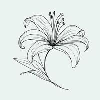 Adobe Illustrator Artwork, lilies sketch, lily flower illustration outline of a flower black and white line art, lineart set of contour flower, line art of flowers, leaves vector