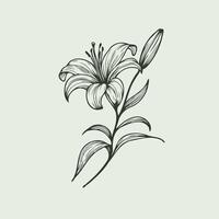 Adobe Illustrator Artwork. Lilies sketch, lily flower illustration outline of a flower black and white line art vector