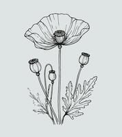 Poppy flowers, hand drawn illustration, Detailed Flowers With Leaves And Buds. Hand Drawn vector