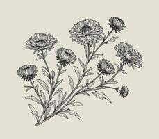 A drawing of a bunch of flowers, Aster, dahlia, chrysanthemum, Elegant black and white silhouette of a single chrysanthemum flower with stem and leaves vector