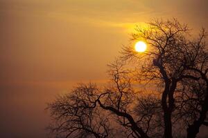 sunset behind a clump of trees photo