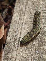 Tobacco Cutworm Caterpillar on Concrete Surface photo