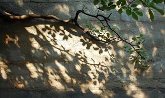 Green leafy branches leaves draping elegantly, casting delicate shadow on pristine white wall under soft sunlight background photo