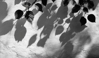 Dark foliage casting dramatic leaves shadows against white textured wall, forming geometric natural silhouette pattern photo