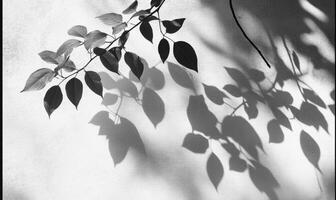 Dark foliage casting dramatic leaves shadows against white textured wall, forming geometric natural silhouette pattern photo
