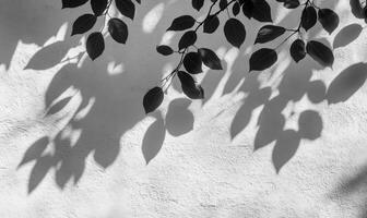 Dark foliage casting dramatic leaves shadows against white textured wall, forming geometric natural silhouette pattern photo