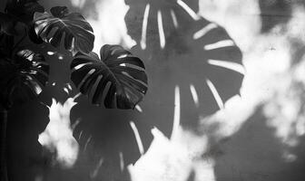 Dark foliage casting dramatic leaves shadows monstera. The plants against white textured wall, forming geometric natural silhouette pattern photo