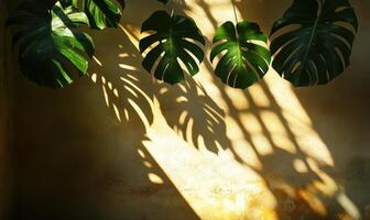 Dark foliage casting dramatic leaves shadows monstera. The plants against white textured wall, forming geometric natural silhouette pattern photo