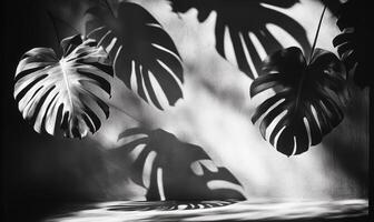 Dark foliage casting dramatic leaves shadows monstera. The plants against white textured wall, forming geometric natural silhouette pattern photo
