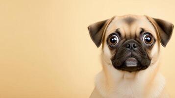 Cute pug puppy displaying wide eyed surprise with wrinkled brow against neutral beige background photo