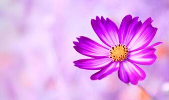 Decorative Pink Garden Flower Cosmos, background is blurred photo
