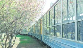 Train cross the peach tree forest with beautiful flowers photo