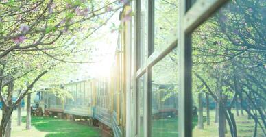 Train cross the peach tree forest with beautiful flowers photo