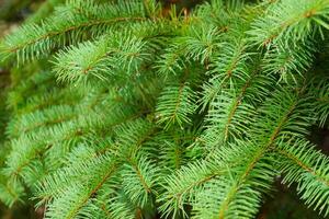 Dewy Pine Needles Close Up photo
