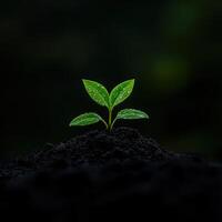 New plant sprouts from dark soil, glistening with raindrops in dim light photo