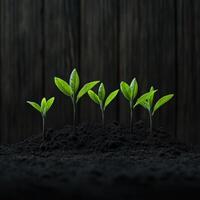 Green seedlings emerging from dark soil in a natural setting at sunrise photo