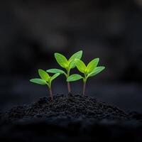 Young green plants emerging from dark soil in a close-up view photo