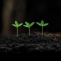 Seedlings growing in dark soil with rich texture and vibrant green leaves photo