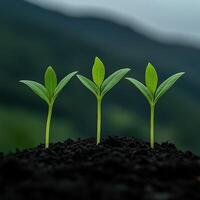 Young green seedlings growing in rich soil against a blurred mountain background photo