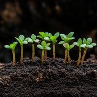 Seedlings emerge from dark soil in a nurturing growth environment photo