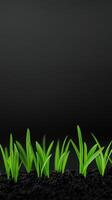 Fresh green grass growing against a dark background during noon photo