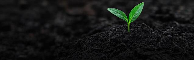 Green seedling emerging from dark soil in a nurturing environment photo