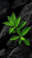 Green leaves growing from dark rocks in a natural setting photo