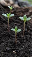 New seedlings emerge from rich soil in a vibrant garden setting photo