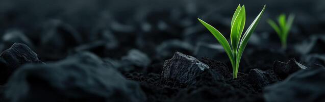Green seedlings emerging from dark soil amidst gray rocks in a natural setting photo