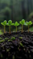 New plant sprouts grow from dark soil in a lush forest setting photo