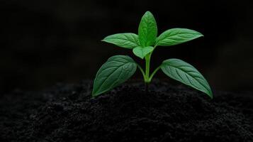 Tiny plant emerges from dark soil showcasing new growth and vitality photo