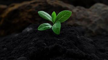Young plant growing in dark soil under natural light photo