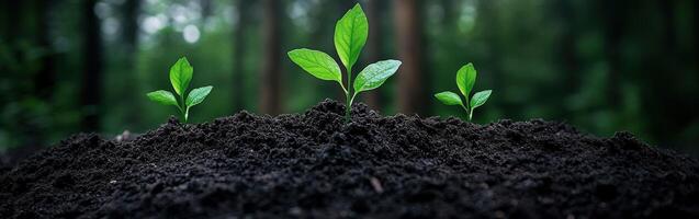 New plants emerge from rich soil under a serene forest canopy photo