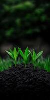 New plants emerging from rich soil in a lush green environment photo