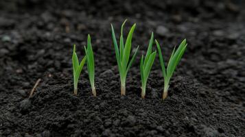 Fresh green shoots emerging from dark soil in a nurturing environment photo
